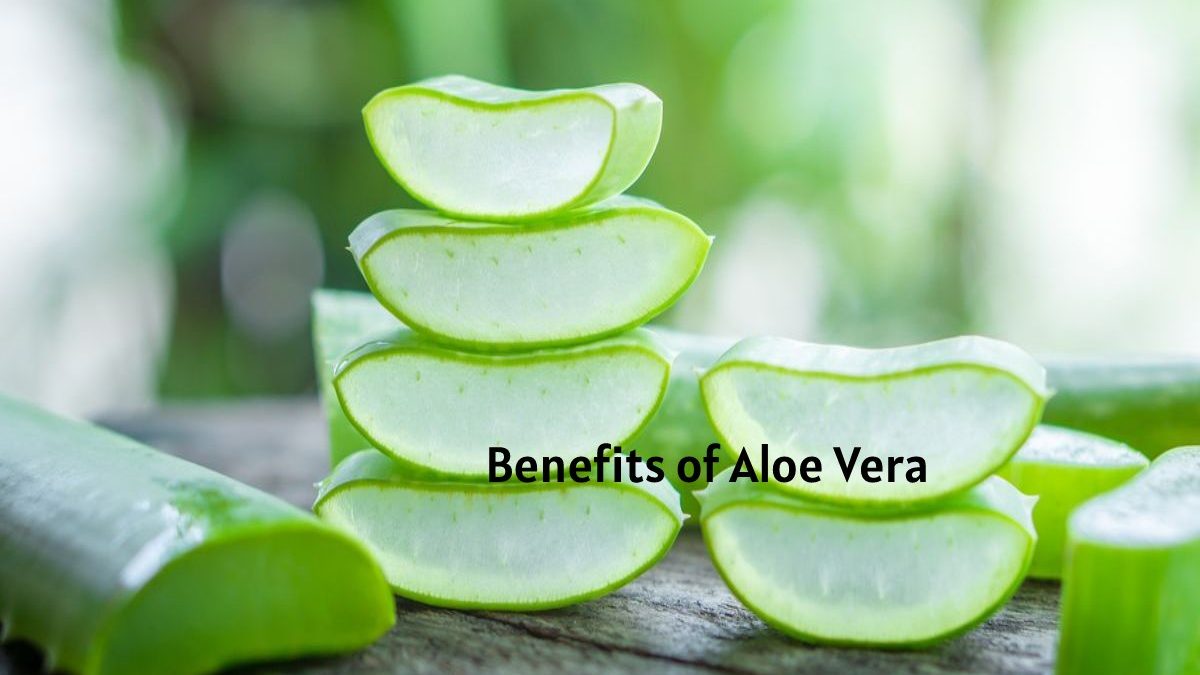 Benefits of Aloe Vera – Introduction, Benefits and More