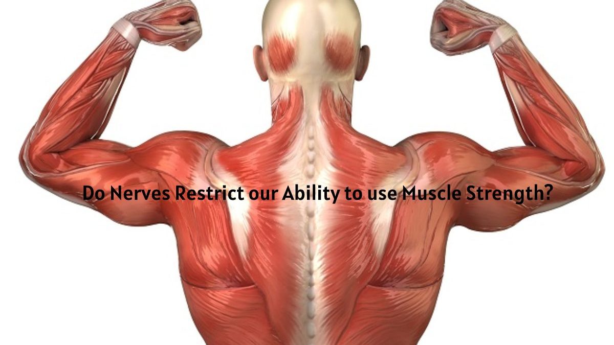 Do Nerves Restrict our Ability to use Muscle Strength?