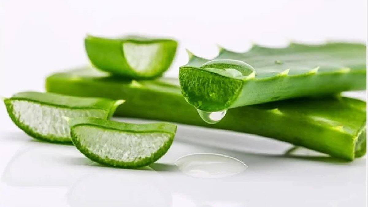 Benefits of Aloe Vera – Introduction, Benefits and More