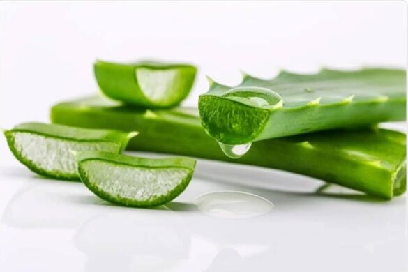 Aloe Vera