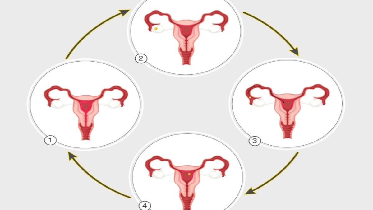 Matcha Benefits For The Menstrual Cycle: Exist?